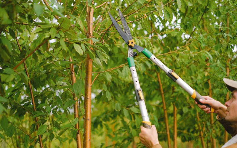 Tree trimming in Dunmor, KY
