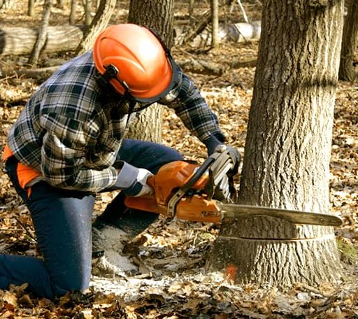 Tree Removal in Dunmor, KY